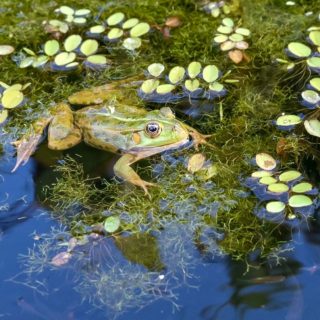 Frog in pond